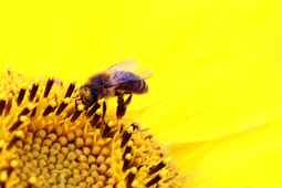 fleissige Biene